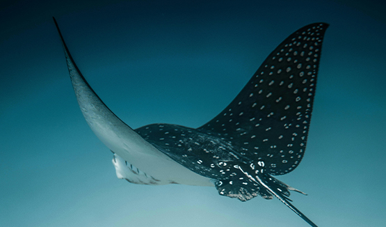 Eagle ray swimming underwater