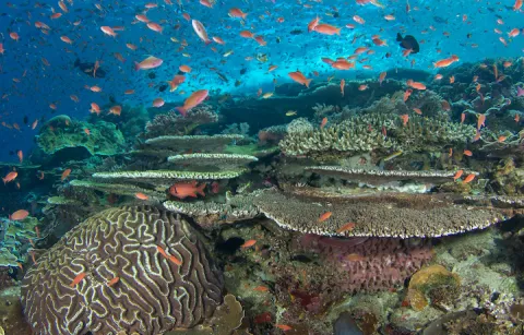 Coral reef