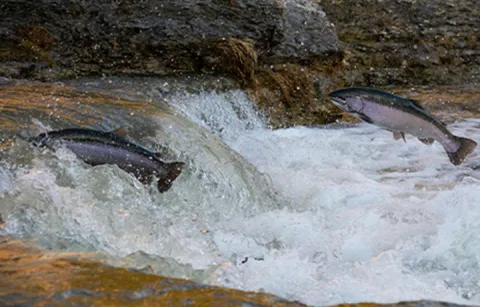 Two salmon leap through a turbulent section of a river 