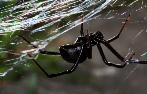 close up of a spider on a web